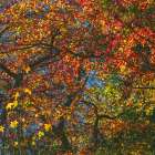 USA, New Jersey, Pine Barrens National Preserve. Forest scenic in autumn. Art Print